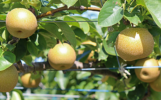 菊池市産 旬の梨 約2.5kg 品種おまかせ 幸水 豊水 秋月 新高 新興 果物
