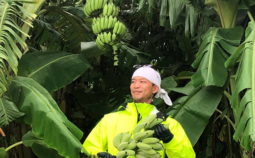 沖縄県産 寛尚ファームのワクワクバナナ 2kg 沖縄県南風原町 ふるさと納税 ふるさとチョイス