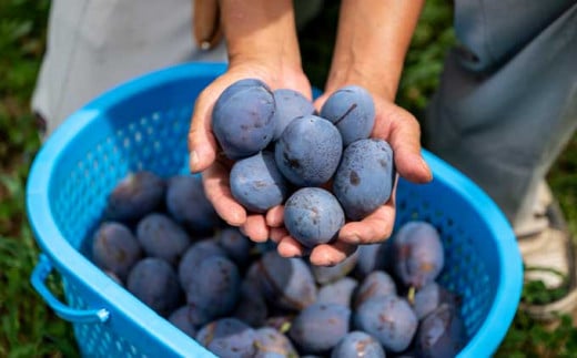 信州の夏を感じさせる果物の一つが「プルーン」です。生プルーンは、甘酸っぱい香りとジューシーな果実が特徴です。