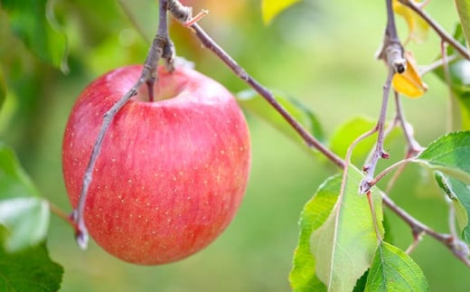りんごといったら「サンふじ」と言われるりんごの定番品種です。絶妙な甘味と酸味のバランスとシャキシャキとした歯ごたえが人気です。