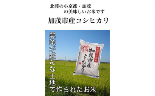 No 099 加茂市産 コシヒカリ 5kg お米 白米 精米 こしひかり 新潟県 新潟県加茂市 ふるさとチョイス ふるさと納税サイト