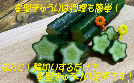 B260野菜嫌いのお子様にも大人気 星型 きゅうり お試しセット 佐賀県伊万里市 ふるさと納税 ふるさとチョイス