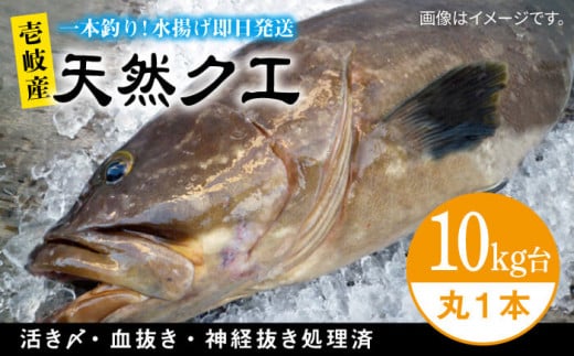 天然クエ（1キロ台・丸もの） 《壱岐市》【壱岐島 玄海屋】[JBS049] クエ 魚 刺身 しゃぶしゃぶ 80000 80000円 8万円 - 長崎県壱岐市｜ふるさとチョイス  - ふるさと納税サイト