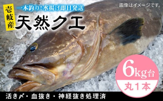 天然クエ(6キロ台・丸もの) [壱岐市][壱岐島 玄海屋][JBS044] クエ 魚 刺身 しゃぶしゃぶ 440000 440000円 44万円