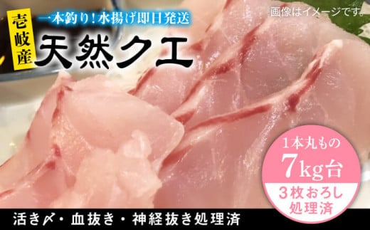 天然クエ（7キロ台・3枚おろし） 《壱岐市》【壱岐島　玄海屋】[JBS060] クエ 魚 刺身 しゃぶしゃぶ 520000 520000円 52万円