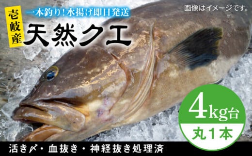 天然クエ(4キロ台・丸もの) [壱岐市][壱岐島 玄海屋][JBS042] クエ 魚 刺身 しゃぶしゃぶ 290000 290000円 29万円