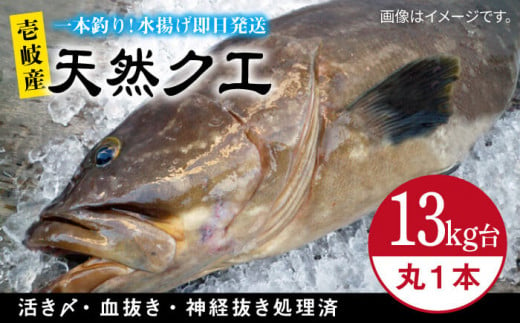 天然クエ(13キロ台・丸もの) [壱岐市][壱岐島 玄海屋][JBS053] クエ 魚 刺身 しゃぶしゃぶ 940000 940000円 94万円