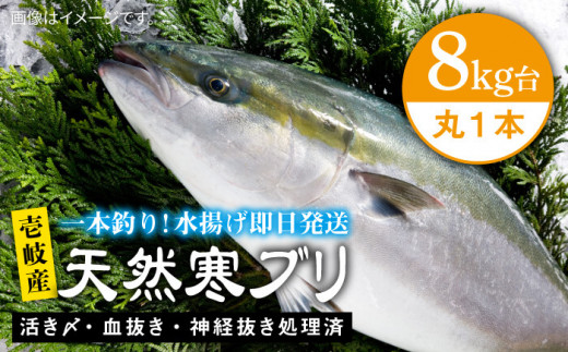 壱岐島産天然寒ブリ 8キロ台 丸もの Jbs005 長崎県壱岐市 ふるさと納税 ふるさとチョイス