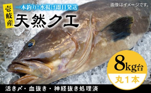 天然クエ(8キロ台・丸もの) [壱岐市][壱岐島 玄海屋][JBS046] クエ 魚 刺身 しゃぶしゃぶ 580000 580000円 58万円