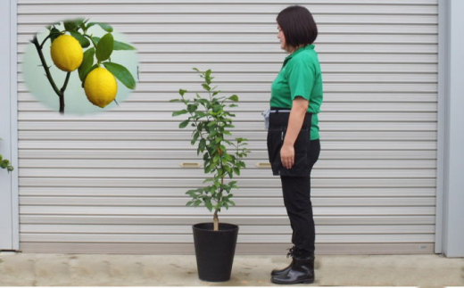 鉢植え レモンの木 黒プラスティック鉢 27cm 配送不可 北海道 沖縄 離島