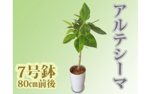 2025年3月上旬～発送【観葉植物】アルテシーマ幹朴60cm～80cm(Green Farm M/016-1365) 観葉植物 植物 鉢付 インテリア 室内 オフィス おしゃれ プレゼント ギフト 開店祝い 移転祝い マイナスイオン【配送不可地域：北海道・沖縄県・離島】 271498 - 鹿児島県指宿市