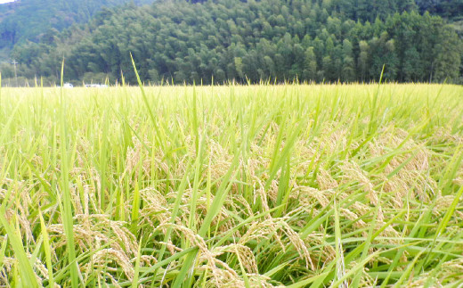 【令和4年産】 熊本県産 鶴喰米 つるばみまい 鶴喰米5kg