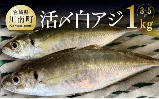 日向灘獲れ！活〆白アジ１kg - 宮崎県川南町｜ふるさとチョイス - ふるさと納税サイト