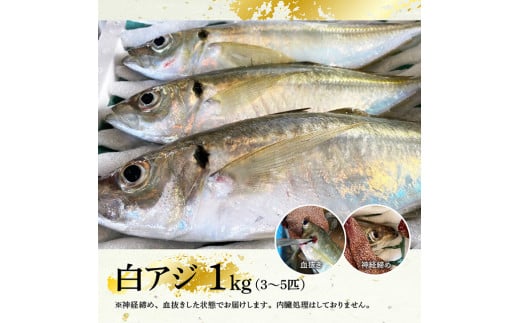 日向灘獲れ 活〆白アジ１kg 宮崎県川南町 ふるさと納税 ふるさとチョイス