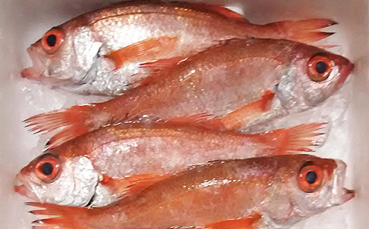 高級魚 天然のどぐろ 生冷凍 5尾 真空パック 石川県 ふるさと納税 ふるさとチョイス