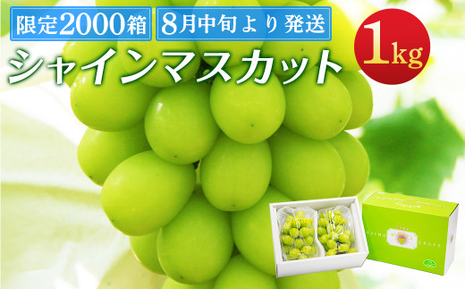 限定00箱 シャインマスカット 1kg 2房 8月中旬より順次発送 大分県宇佐市 ふるさと納税 ふるさとチョイス