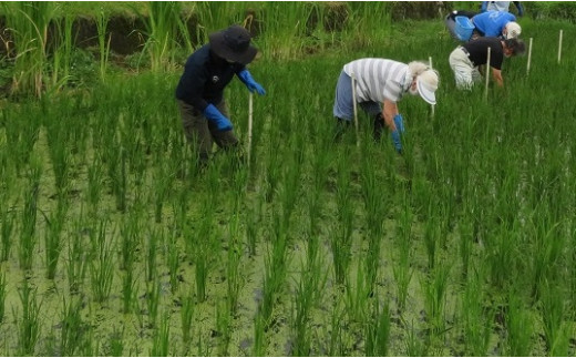 石井家の田んぼでは除草剤を使わずに、人力で草取りをします。