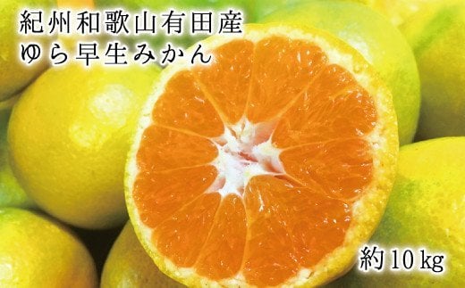 紀州和歌山有田産ゆら早生みかん10kg　※2024年10月中旬頃～10月下旬頃に順次発送予定(お届け日指定不可) 763438 - 和歌山県古座川町