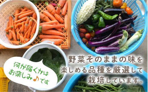 岐阜県白川村のふるさと納税 【数量限定】先行予約 戸ヶ野の野菜セット 5～8種セット  2024年8月～順次発送 [S695]