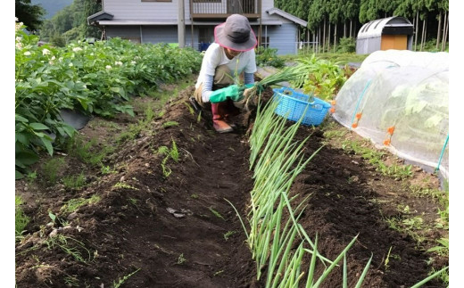 岐阜県白川村のふるさと納税 【数量限定】先行予約 戸ヶ野の野菜セット 5～8種セット  2024年8月～順次発送 [S695]