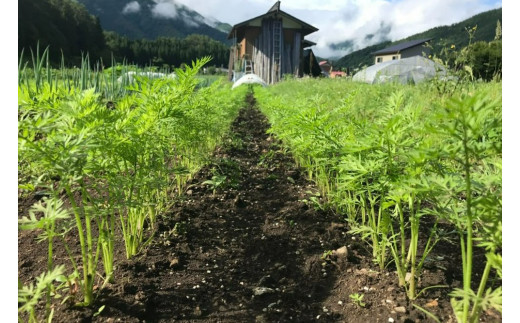 岐阜県白川村のふるさと納税 【数量限定】先行予約 戸ヶ野の野菜セット 5～8種セット  2024年8月～順次発送 [S695]