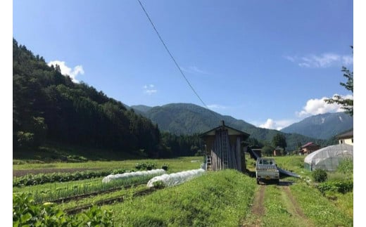 岐阜県白川村のふるさと納税 【数量限定】先行予約 戸ヶ野の野菜セット 5～8種セット  2024年8月～順次発送 [S695]