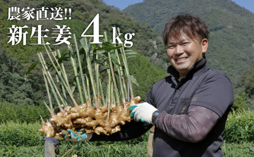 【先行予約・2023年11月】農家直送！秋の新生姜 4kg 高知県産 しょうが 新鮮 ショウガ 期間限定