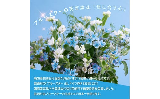 先行予約 芸西村特産ブルースター花束 約30本程度の花束 高知県芸西村 ふるさと納税 ふるさとチョイス