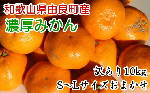 【訳あり・ご家庭用】和歌山由良町産のみかん約10kg　※2024年12月上旬～2024年12月下旬頃に発送予定（お届け日指定不可）【tec878A】 763460 - 和歌山県古座川町