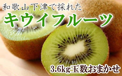 和歌山の下津で採れたキウイフルーツ約3.6kg（玉数おまかせ・秀品）※2025年1月上旬～3月上旬頃に発送 763680 - 和歌山県古座川町