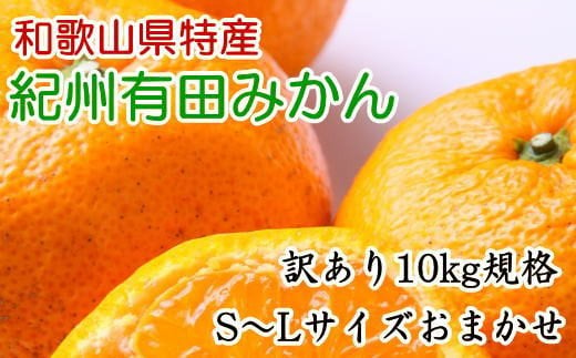 [訳あり規格]和歌山有田みかん10kg（S～Lサイズおまかせ） ※2024年11月中旬～1月中旬頃順次発送 みかん 柑橘類