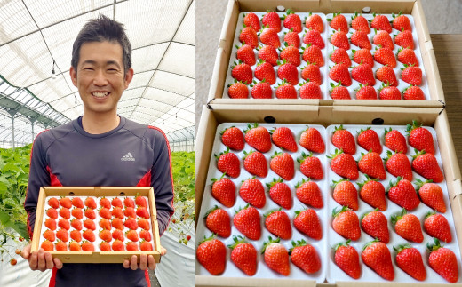 百花園 恋みのり 合計約1.4kg 約350g×4パック いちご 苺 果物 フルーツ