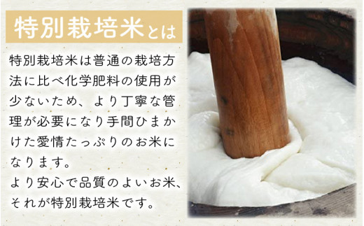 先行予約】たんちょう杵つき「のし餅」 計40個 ～幻のもち米100％使用