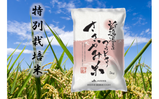特別栽培米 コシヒカリ ささかみ米 10kg 2P01018 232842 - 新潟県阿賀野市