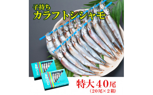 ししゃも 子持ち カラフトシシャモ 特大 40尾（20尾×2箱） 子持ちシシャモ カラフトししゃも 大洗