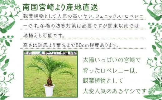 南国宮崎産 フェニックスロベレニー栽培セット M005 004 宮崎県宮崎市 ふるさと納税 ふるさとチョイス