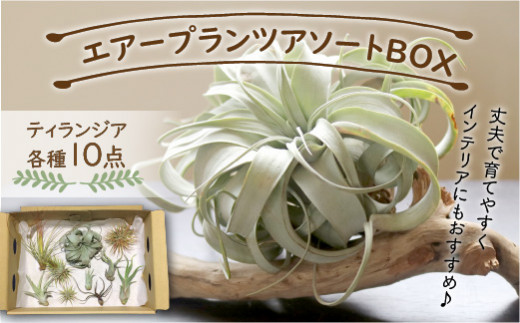 エアープランツアソートＢＯＸ インテリア エアープランツ 観葉植物