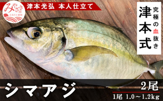 津本式 シマアジ２尾 津本光弘本人仕立て M135 002 宮崎市宮崎市 ふるさと納税 ふるさとチョイス