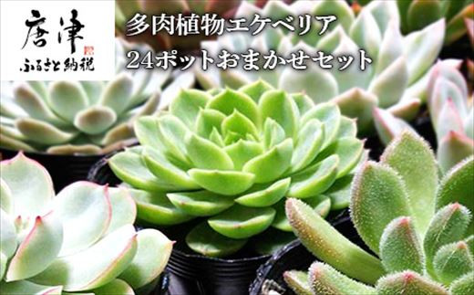 多肉植物エケベリア24ポット おまかせセット アソート 観葉植物 癒し 佐賀県唐津市 ふるさと納税 ふるさとチョイス