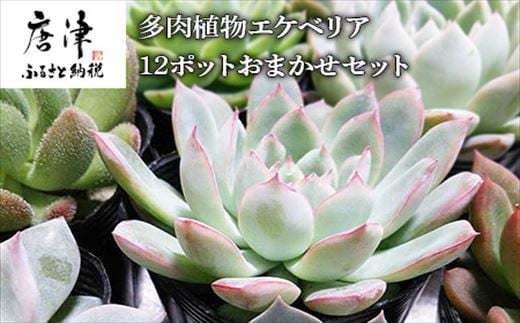 多肉植物エケベリア12ポット おまかせセット アソート 観葉植物 癒し 佐賀県唐津市 ふるさと納税 ふるさとチョイス