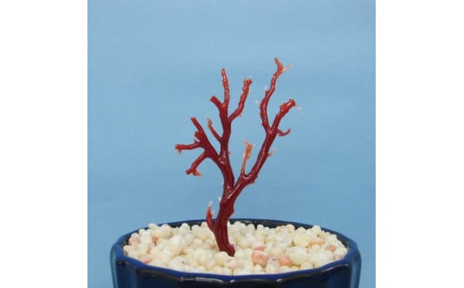 珊瑚職人館の珊瑚の原木・拝見・置物（g42）