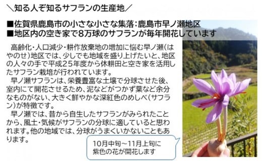 B 435 貴重な国産サフランの球根３０球 佐賀県鹿島市 ふるさと納税 ふるさとチョイス