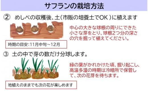 B 435 貴重な国産サフランの球根３０球 佐賀県鹿島市 ふるさと納税 ふるさとチョイス