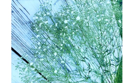 【予約】金山町産　純白のかすみ草花束（７月から順次発送） 274523 - 福島県金山町