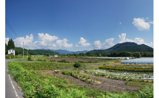 かすみ草を栽培する上野原農場
