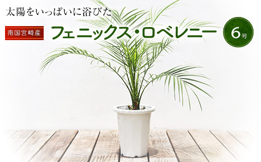 宮崎市 フェニックスロベレニー6号鉢 M005 005 宮崎県宮崎市 ふるさと納税 ふるさとチョイス