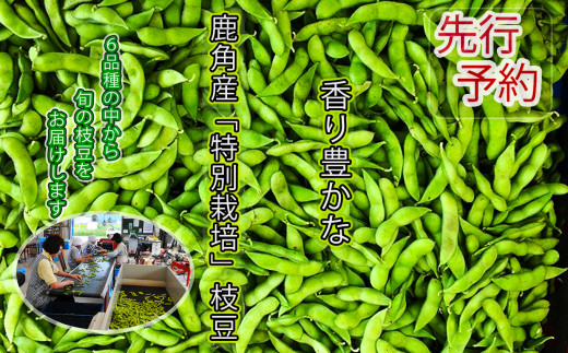 鹿角市産 特別栽培 枝豆 約5 250g 袋 9月中旬出荷予定 秋田県鹿角市 ふるさと納税 ふるさとチョイス