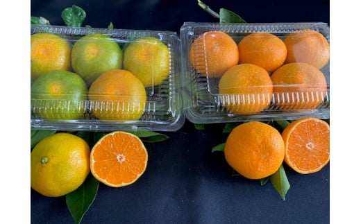 BF6057_【2025年先行予約】 ハウスみかん 二種 食べ比べ 4パック 【ミカン 蜜柑 柑橘 温州みかん 有田みかん ハウスミカン 和歌山】