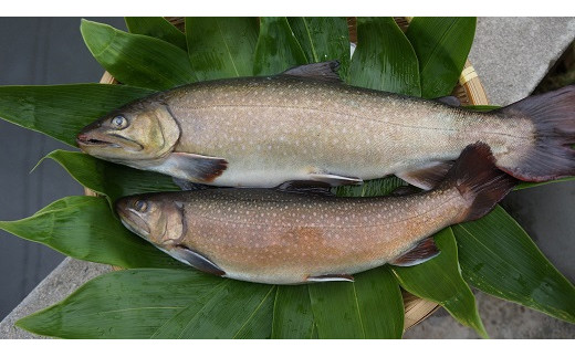 岩魚 養殖 鳥取県倉吉市 ふるさと納税 ふるさとチョイス