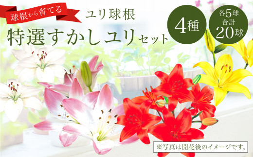 21年10月上旬より順次発送 ユリ球根 特選 すかしユリセット 4種球 宮崎県えびの市 ふるさと納税 ふるさとチョイス